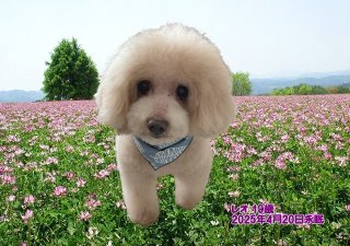 ペット葬儀・ペット火葬 和歌山市 レオちゃん