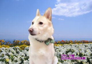 ペット葬儀・ペット火葬 岩出市 リランちゃん