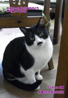 ペット葬儀・ペット火葬 磯城郡 ミーちゃん