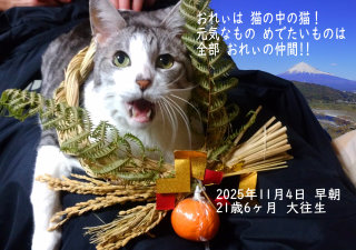 �y�b�g���V�E�y�b�g�Α� �k����S �`���r�����