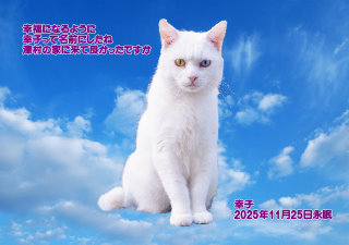 �y�b�g���V�E�y�b�g�Α� �a�̎R�s �K�q�����