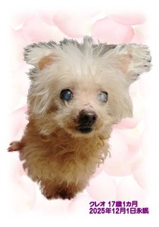 �y�b�g���V�E�y�b�g�Α� ���s �N���I�����