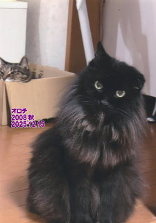 �y�b�g���V�E�y�b�g�Α� �a�̎R�s �I���`�����