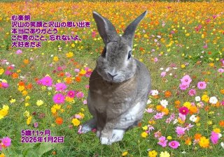 �y�b�g���V�E�y�b�g�Α� �a�̎R�s �S�y�N�����