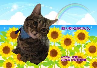 �y�b�g���V�E�y�b�g�Α� �a�̎R�s ���R���񂿂��