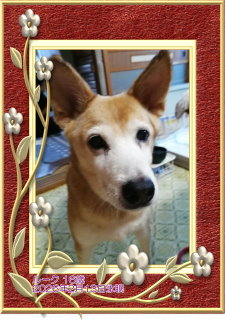 �y�b�g���V�E�y�b�g�Α� �����S ���[�N�����