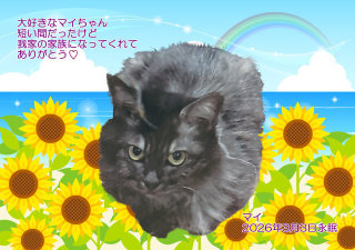 �y�b�g���V�E�y�b�g�Α� ����s �}�C�����