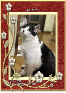 �y�b�g���V�E�y�b�g�Α� �V���s �\�������