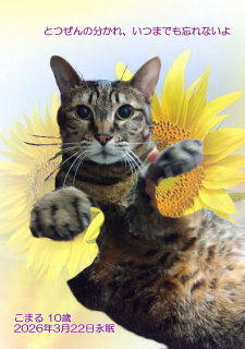 �y�b�g���V�E�y�b�g�Α� �����s ���܂邿���