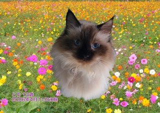 �y�b�g���V�E�y�b�g�Α� ��o�s �Ƃ낿���