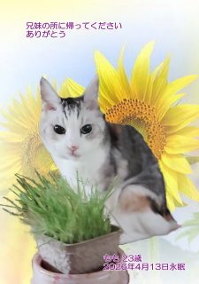 �y�b�g���V�E�y�b�g�Α� �����s ���������