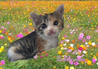 �y�b�g���V�E�y�b�g�Α� ��o�s �c�i�����