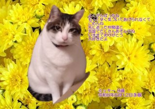 ペット葬儀・ペット火葬 和歌山市 ミッキーちゃん