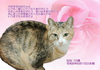 ペット葬儀・ペット火葬 和歌山市 ねねちゃん