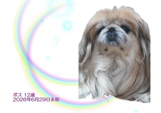 ペット葬儀・ペット火葬 日高郡 ボスちゃん