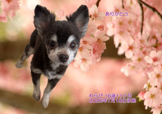 �y�b�g���V�E�y�b�g�Α� ���S ���т����
