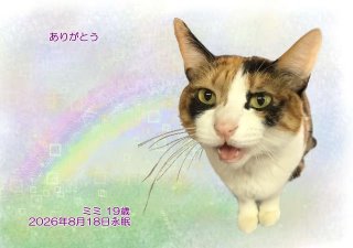 �y�b�g���V�E�y�b�g�Α� �a�̎R�s �~�~�����