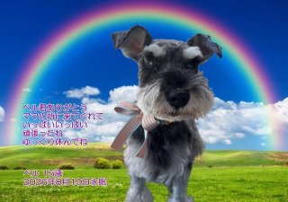 �y�b�g���V�E�y�b�g�Α� �a�̎R�s �x�������