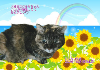 �y�b�g���V�E�y�b�g�Α� ����s �N���~�����